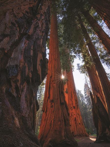 Sunlight Among The Sequoias By Martin Podt Photography (Framed) - Dark Brown