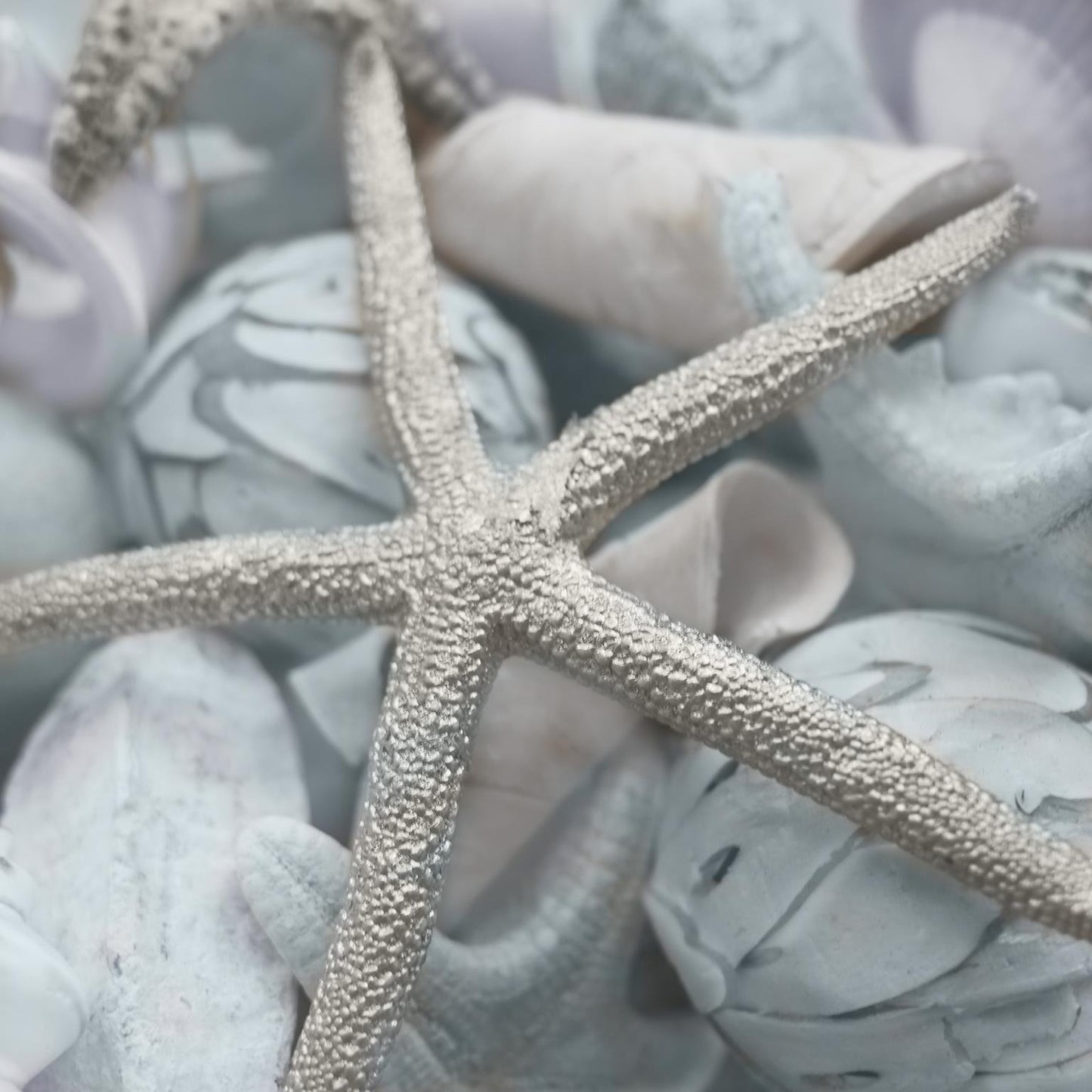 Seashells In I By Susan Bryant (Framed) - Gray