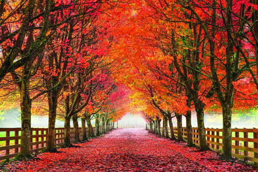 Small - North Bend Trees By Aaron Reed - Red