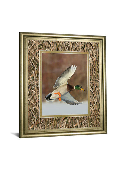 Flying Mallard By Steve Oehlenschlager Mossy Oak Native Living - Framed Print - Light Brown