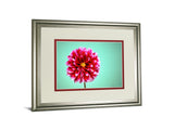 Zenia By Gail Peck - Framed Print Wall Art - Pink