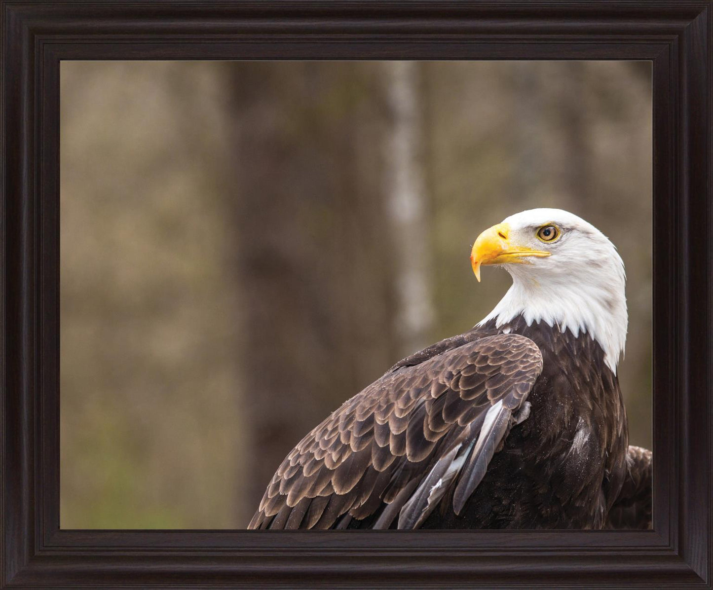 Stoic Watcher - 28" x 34" Framed Wall Art - Dark Brown