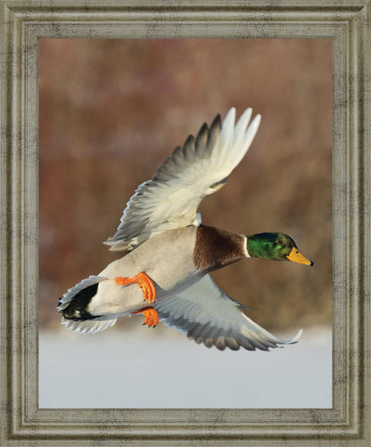 Mallard Glide - 28" x 34" Framed Wall Art - Green