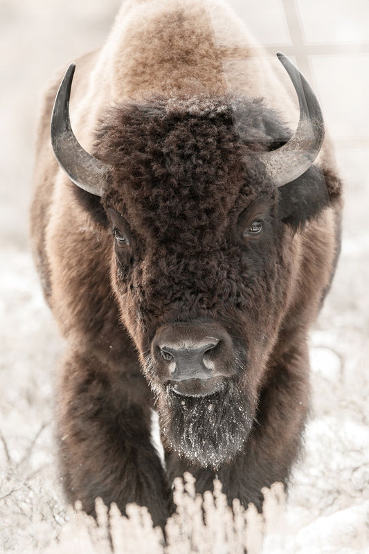 "Wild Majesty" Tempered Glass - Brown / White
