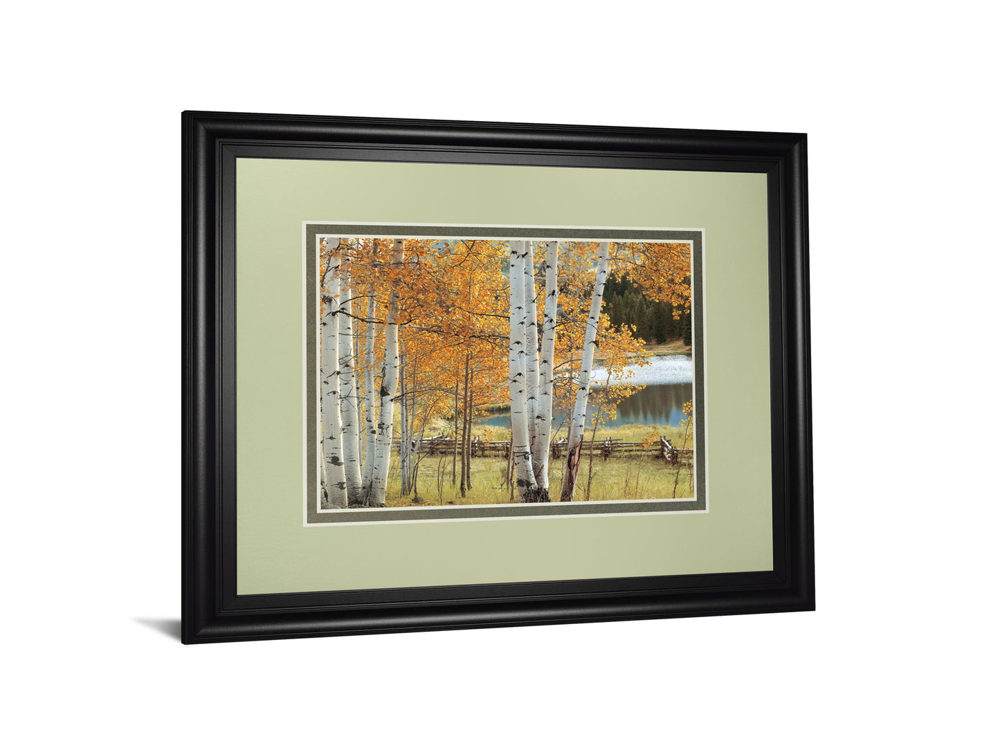 Birch Beauty By Mike Jones - Framed Print Wall Art - Light Brown