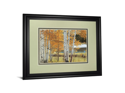 Birch Beauty By Mike Jones - Framed Print Wall Art - Light Brown