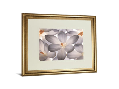 Petal Perfect By Assaf Frank - Framed Print Wall Art - Beige