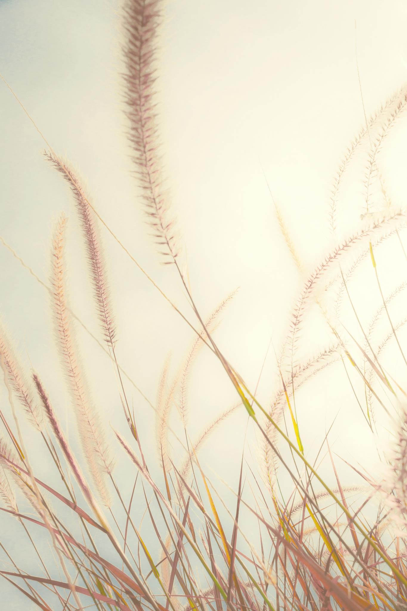 Beach Grass By Bill Carson Photography (Framed) - Beige